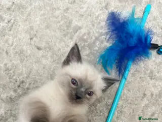 Ragdoll cats Pure Ragdoll kittens - blue point /chocolate - Advert 1