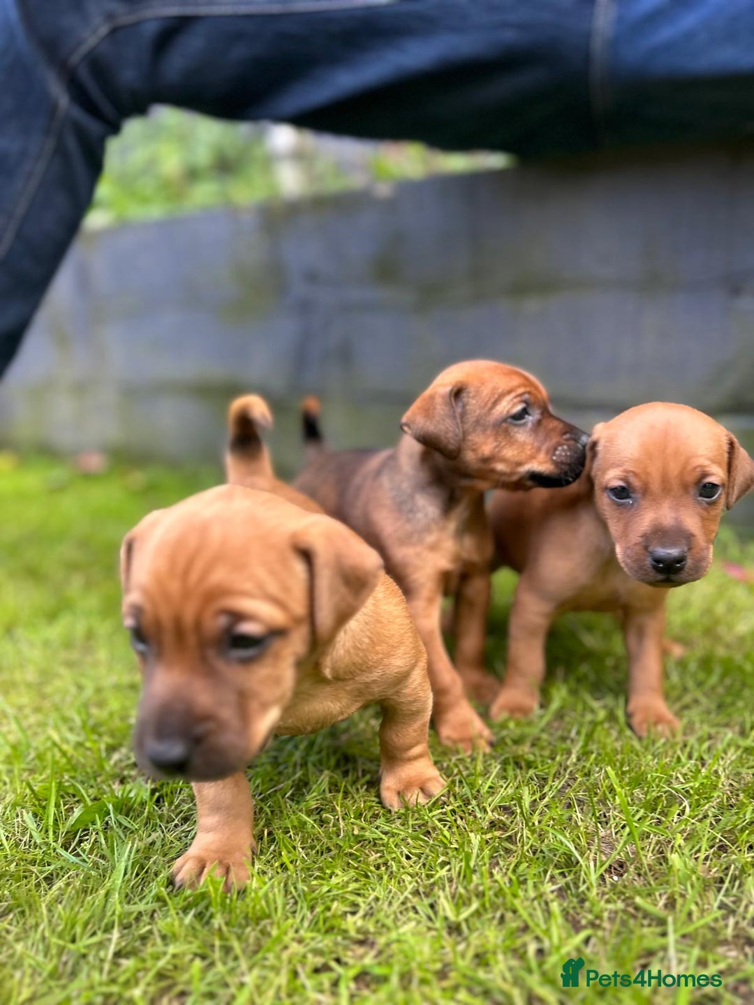 Mixed Breed dogs for sale: Border terrier x patterdale puppies  - Image 8