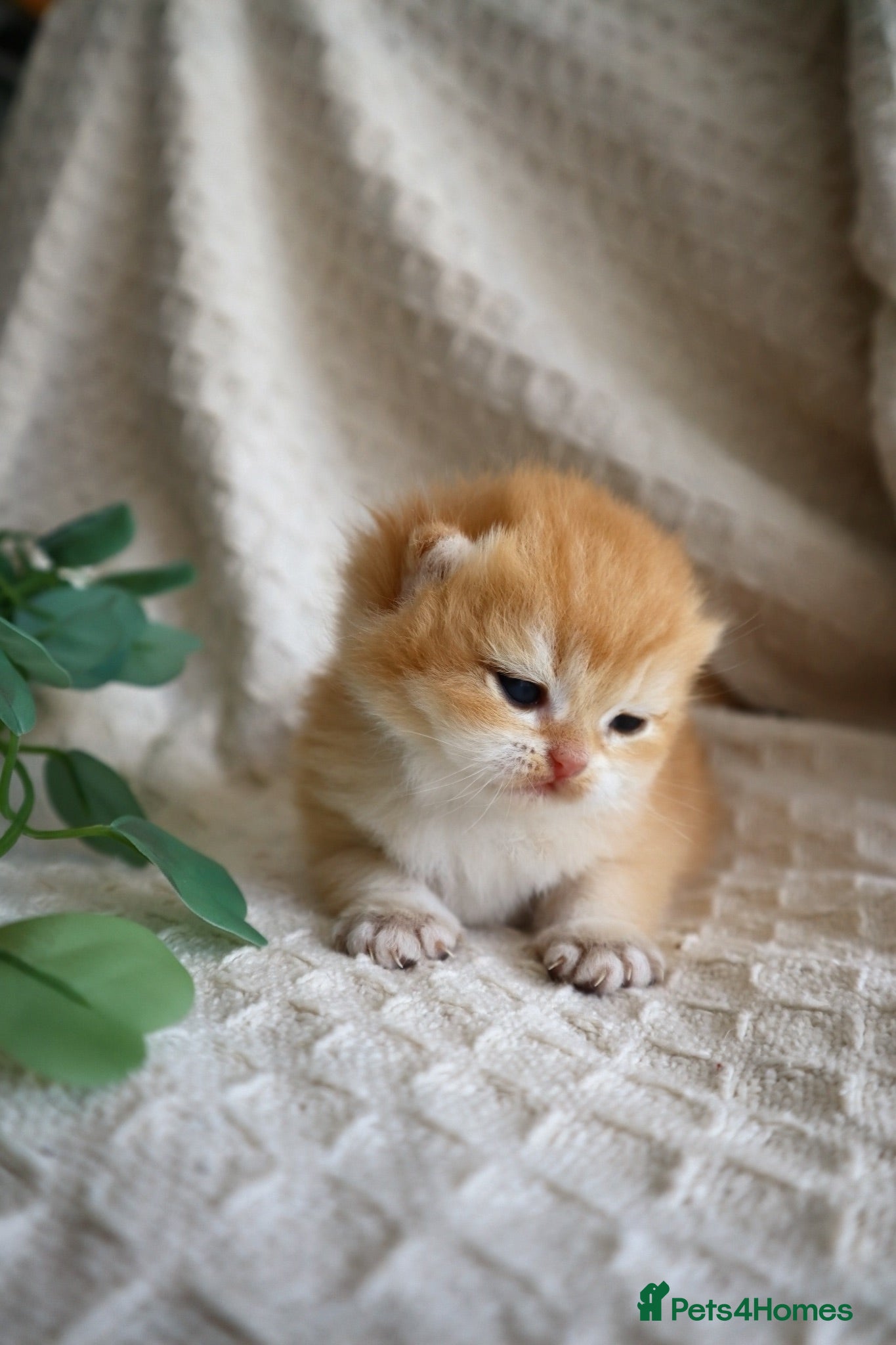 British Shorthair cats Registered from Champion & Health Tested Lines - Advert 2