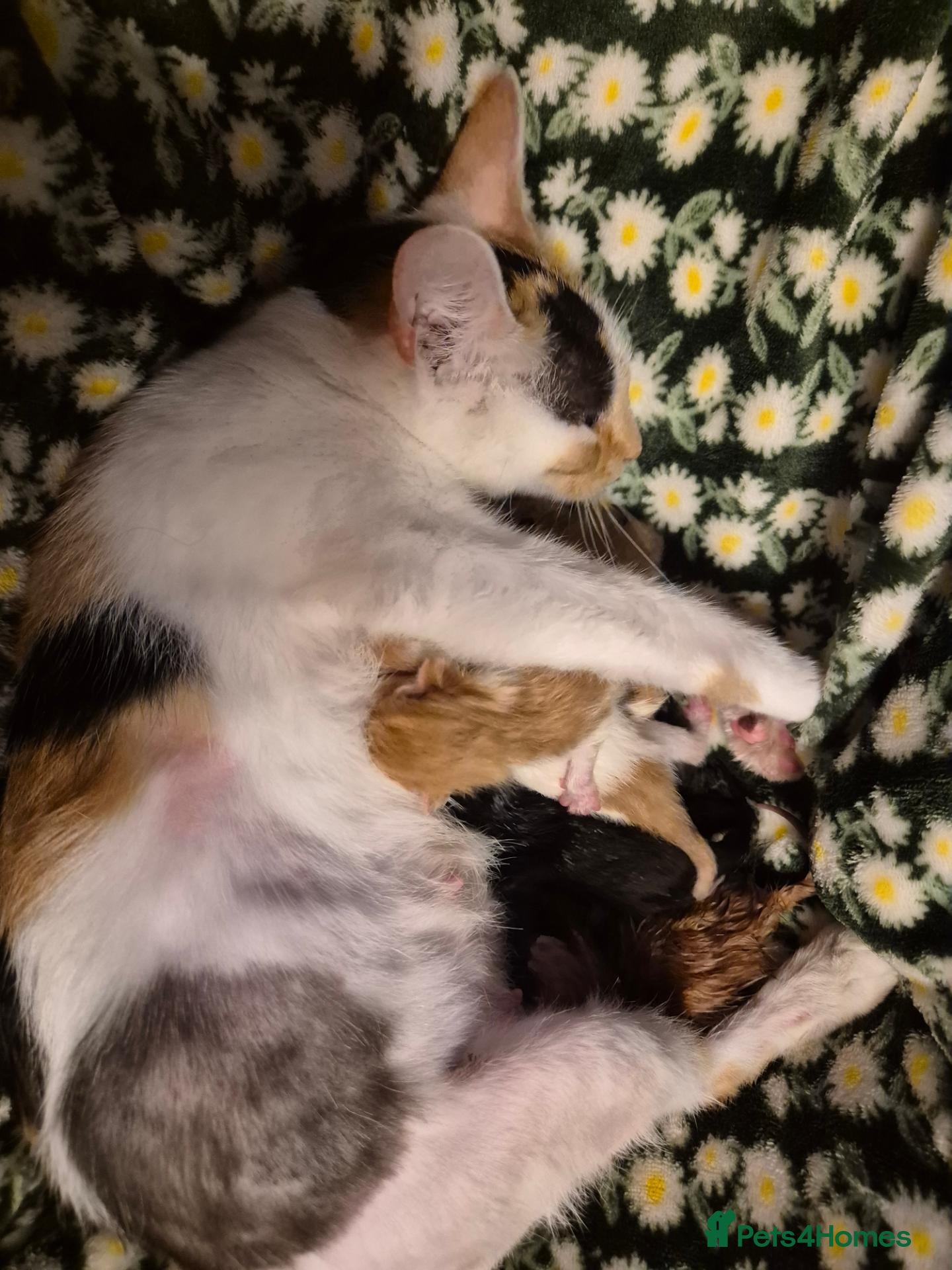 Mixed Breed cats KITTENS READY TO LEAVE - Advert 8