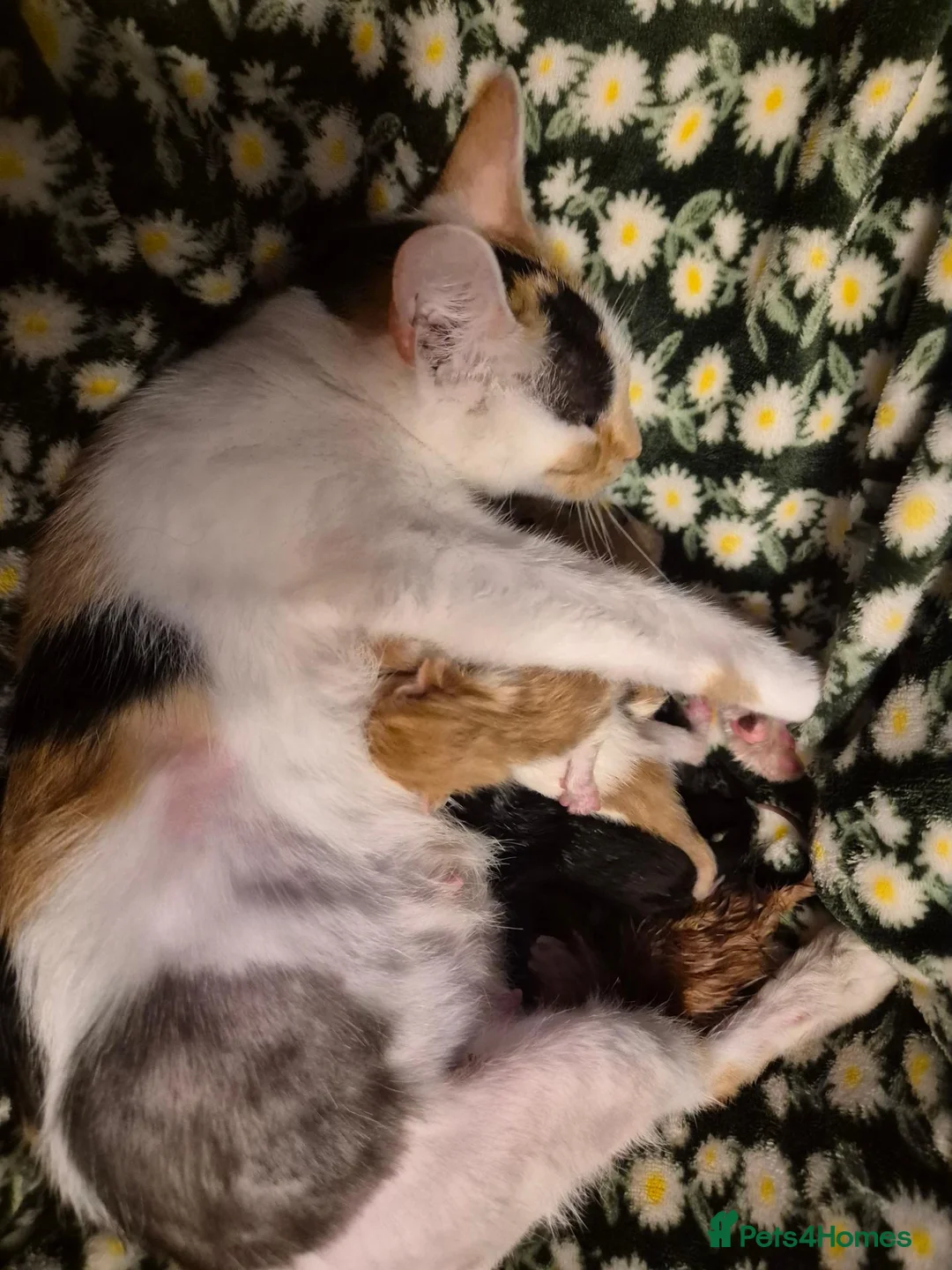 Mixed Breed cats for sale: KITTENS READY TO LEAVE in Oldbury - Advert 1