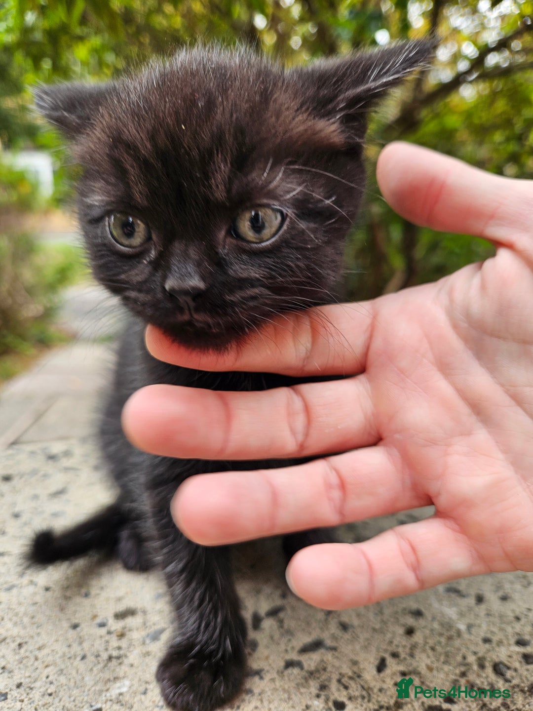 British Shorthair cats for sale: 4 lovely kittens - Image 21
