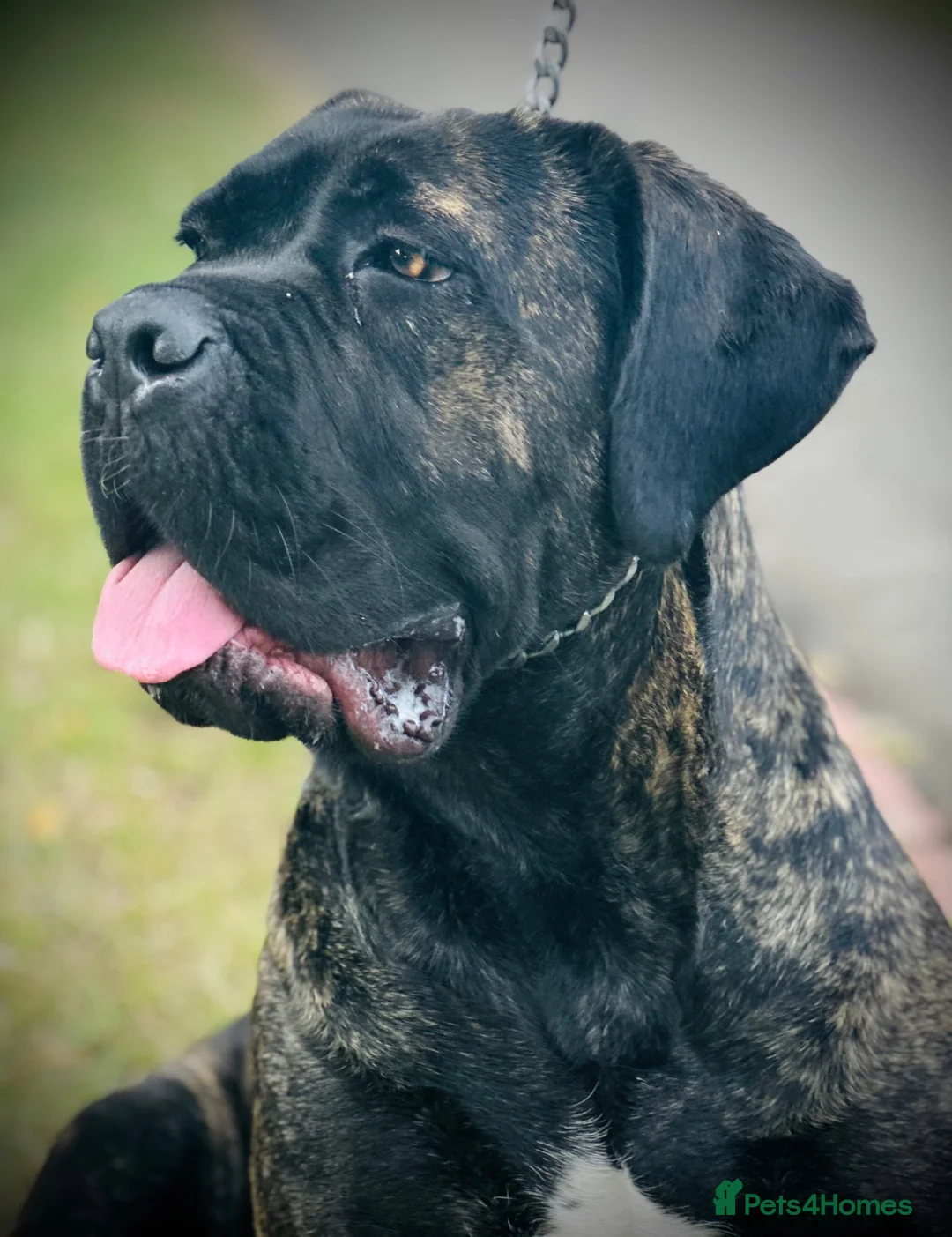 Cane Corso dogs for sale: 🐾 Balestra Magica Corso – Litter “K” 🐾 - Advert 2