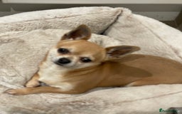 Chihuahua dogs for sale: Lovely lady rose - Image 2