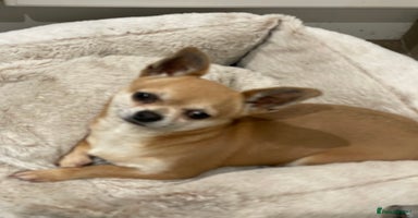 Chihuahua dogs - Advert 3