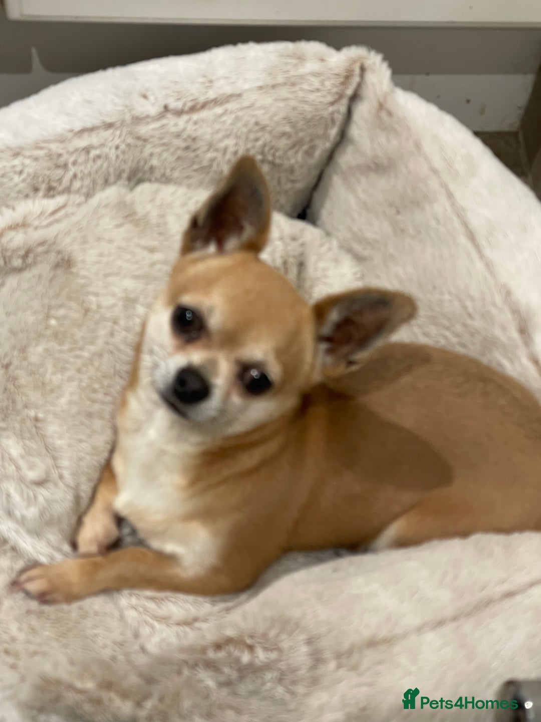 Chihuahua dogs for sale: Lovely lady rose - Image 2