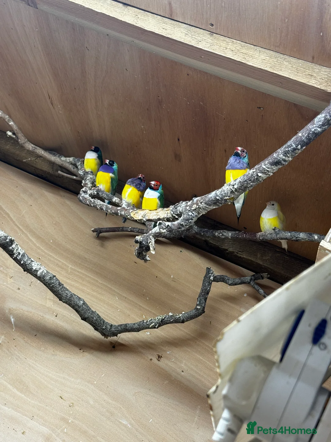 Finches birds for sale: Gouldian Finches / Timor zebra finches  - Advert 6