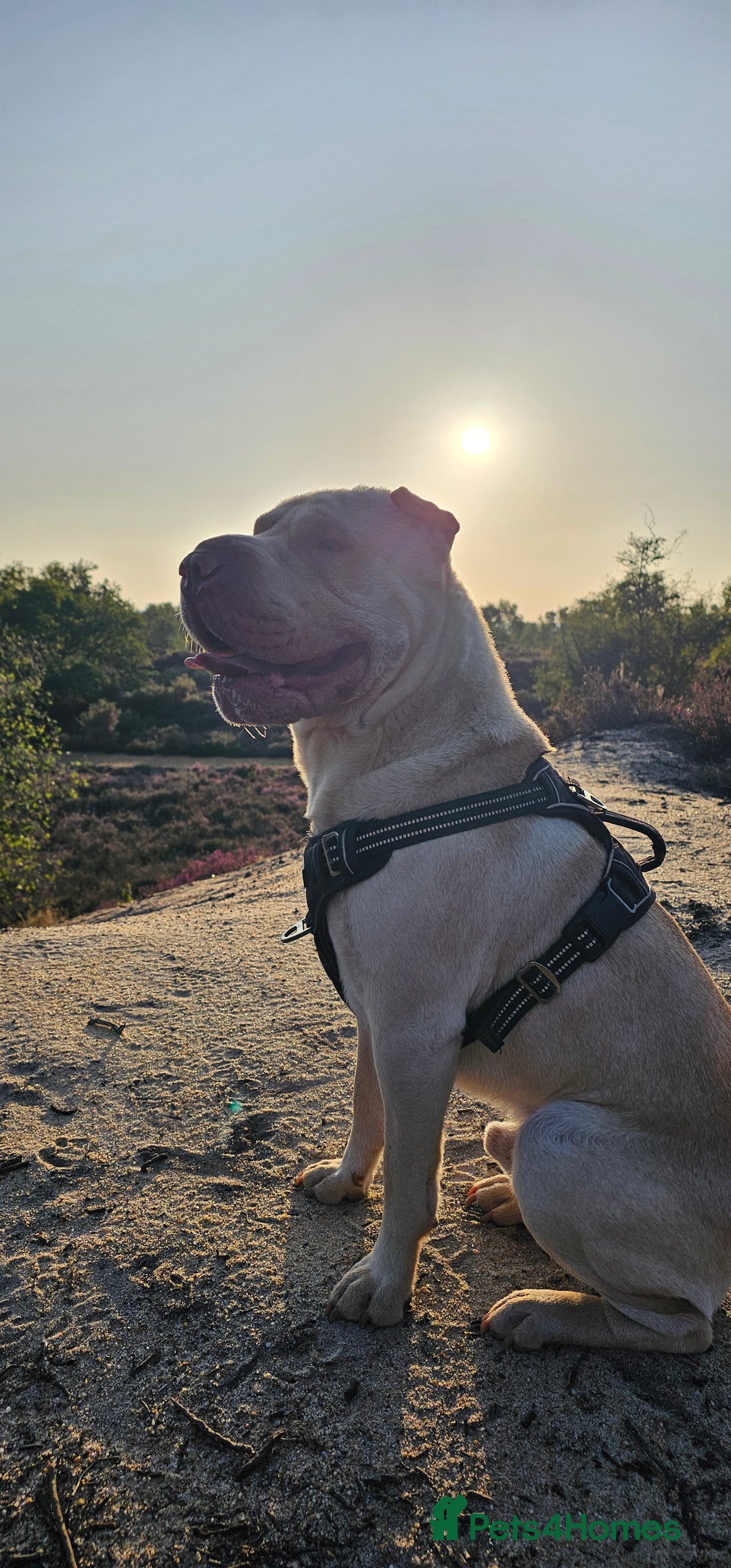 Shar Pei dogs for stud: Shar pei for stud  - Advert 4