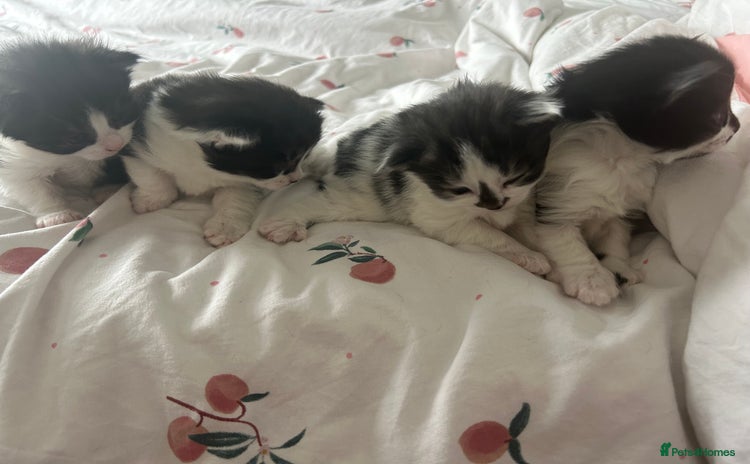 Mixed Breed cats - Advert 4