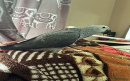 Parrots birds for sale: African grey baby parrot - Image 6