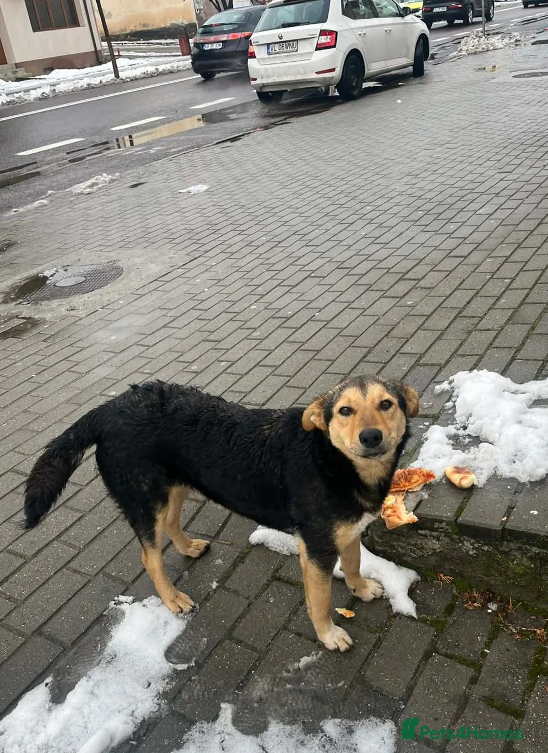 Mixed Breed dogs for adoption: 🐾 Meet Larisa - a gentle girl for a Loving Home💛 - Advert 8