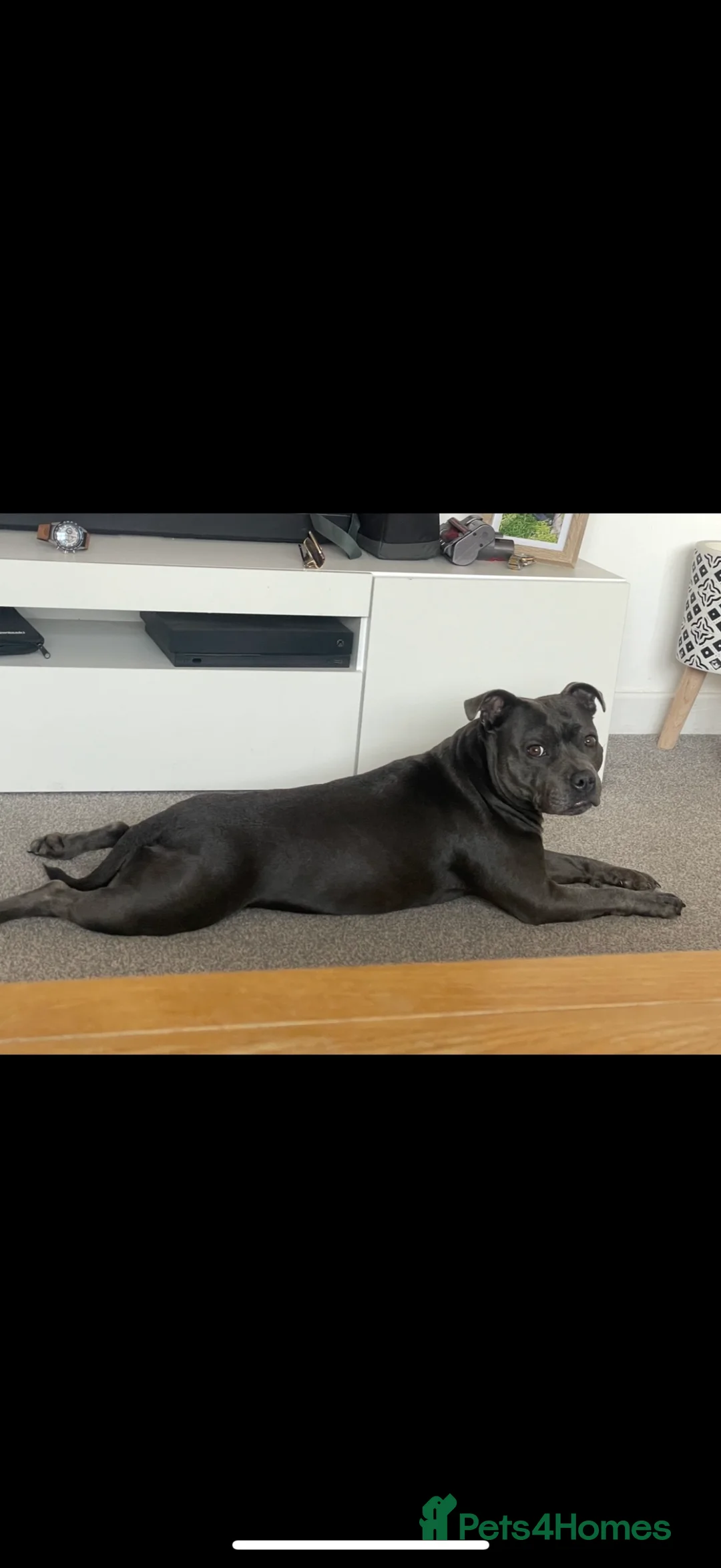 Staffordshire Bull Terrier dogs for sale: Only 1 available ; Blue Staffordshire bullterrier - Advert 11