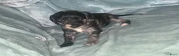 Cockapoo dogs for sale: BEAUTIFUL F2 COCKAPOO PRA CLEAR - Advert 18