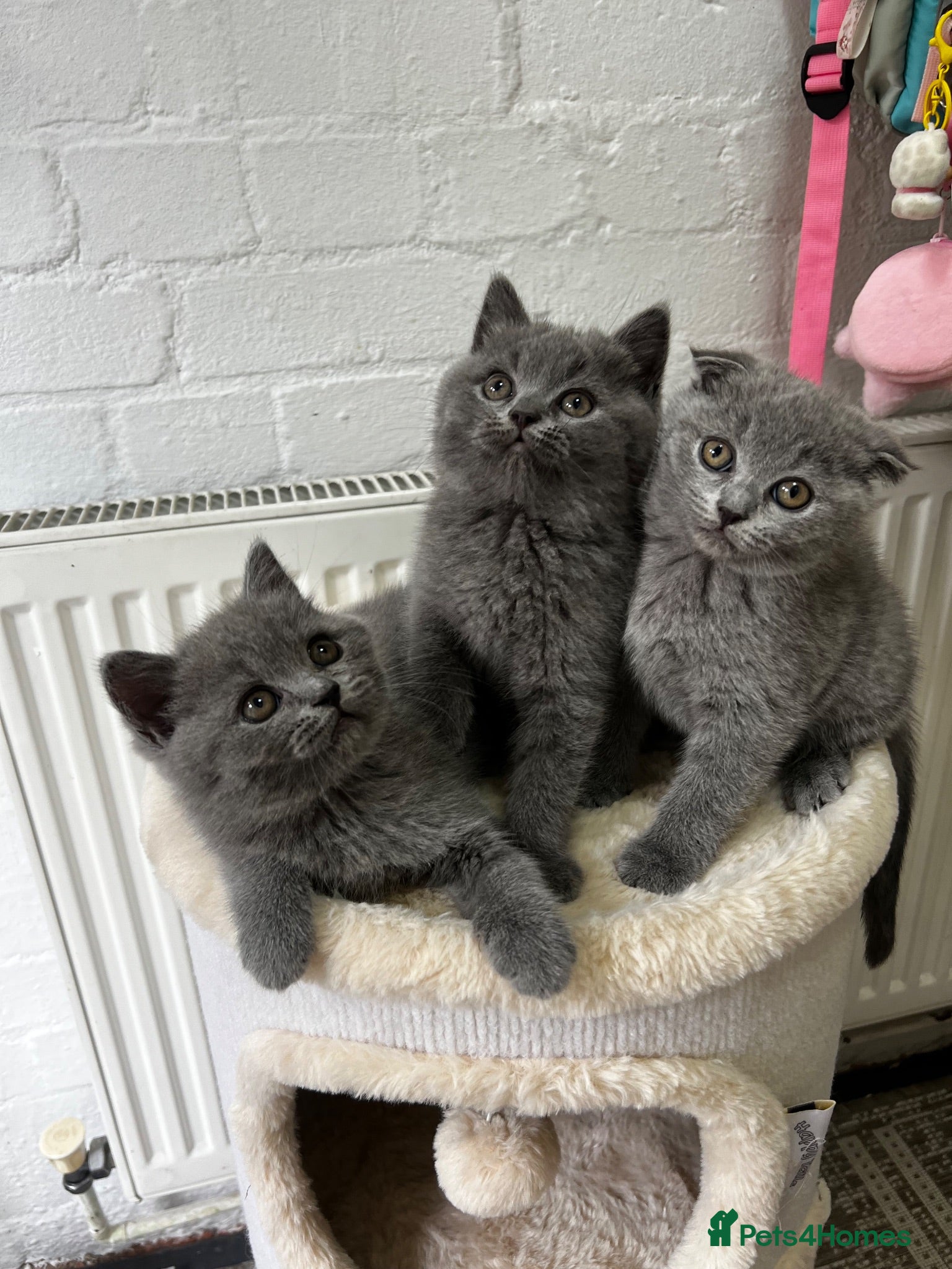 Scottish Fold cats Beautiful Scottish Fold & British Shorthair - Advert 16