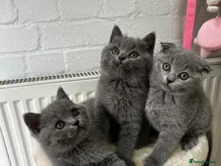 Scottish Fold cats Beautiful Scottish Fold & British Shorthair - Advert 3