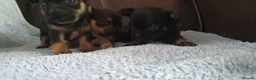 Chihuahua dogs for sale: Beautiful chihuahua puppies  - Advert 7