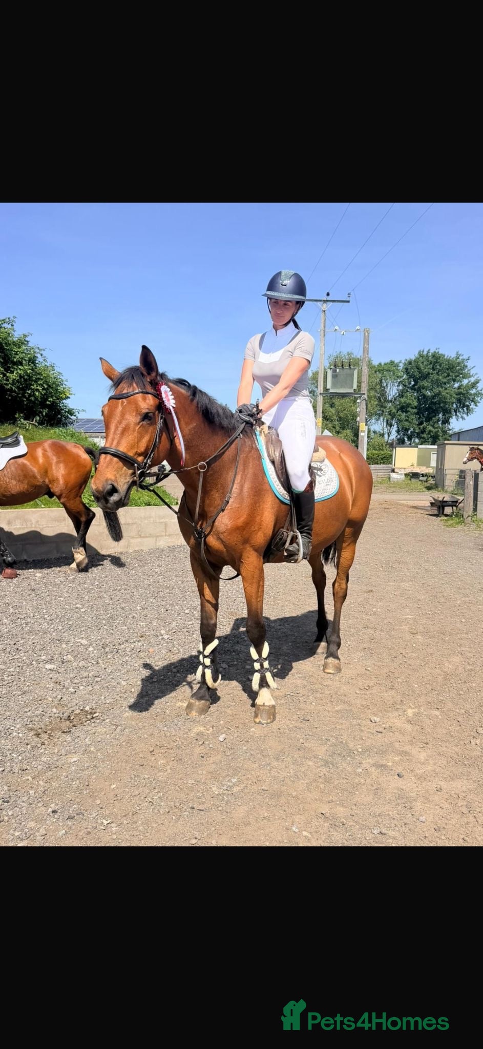 Belgian Warmblood horses Todd - Quality Allrounder gelding  - Advert 4
