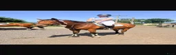 Belgian Warmblood horses for sale: Todd - Quality Allrounder gelding  - Advert 1