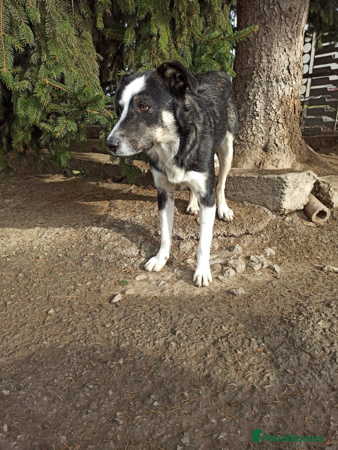 Mixed Breed dogs for adoption: 💙BENNY💙 – Dreams of His First Birthday at Home - Advert 27