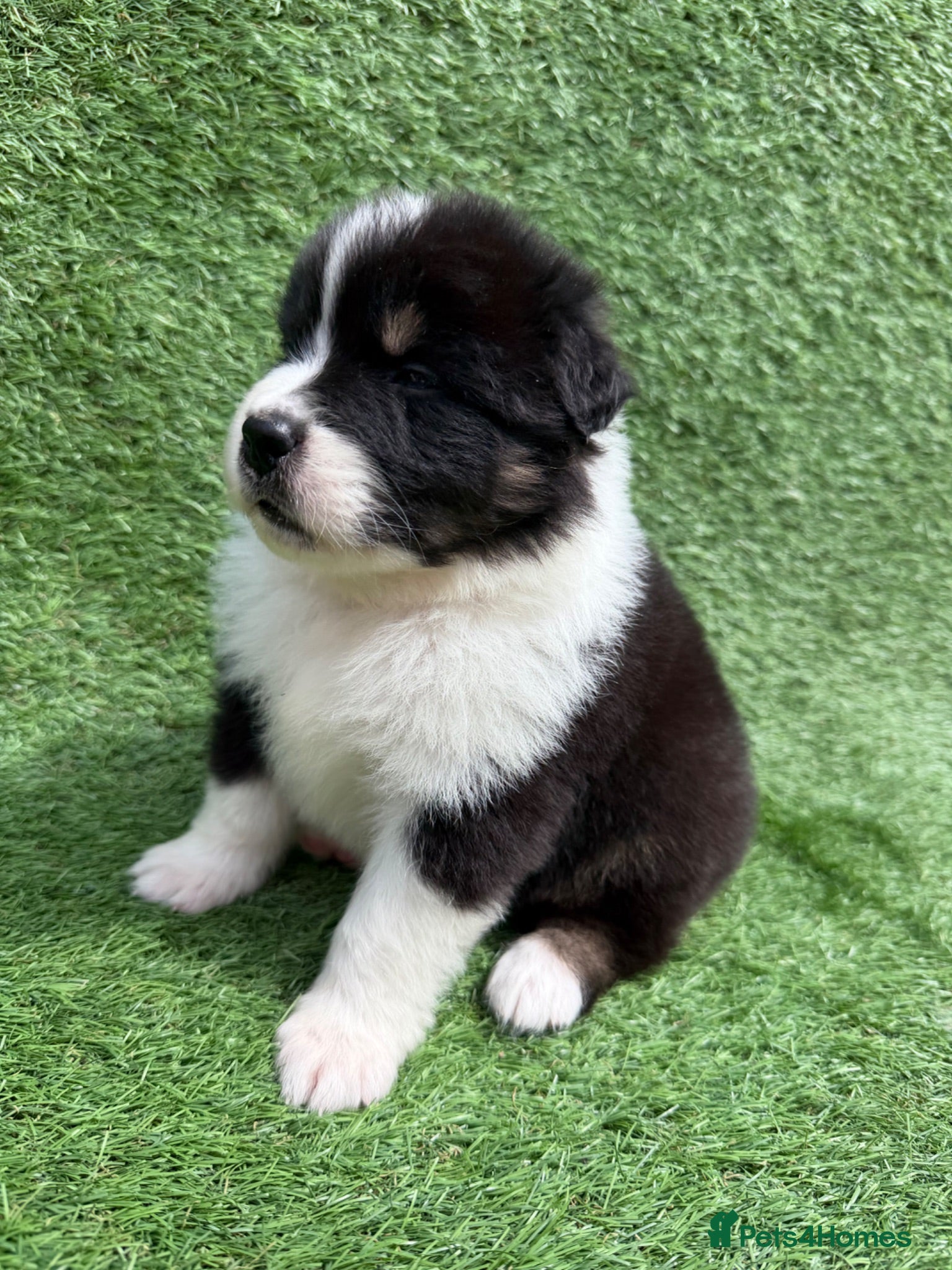 Australian Shepherd dogs Australian Shepherd Puppies  - Advert 2