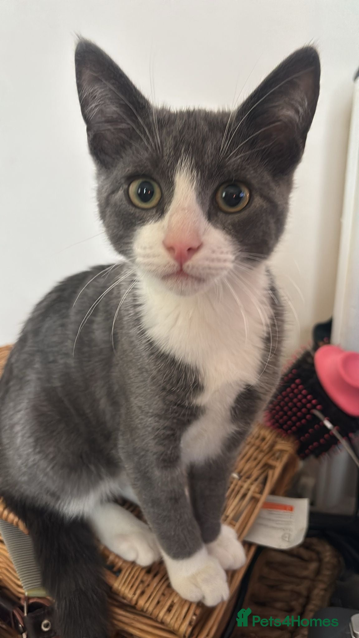 British Shorthair cats Oliver - Gorgeous Grey and White Male for sale  - Advert 1