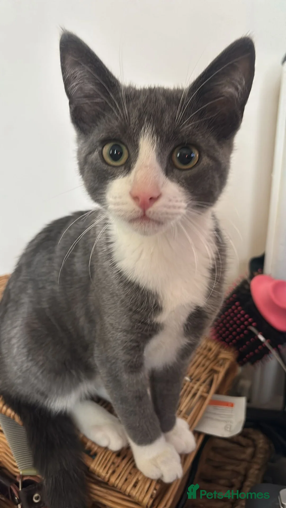 British Shorthair cats for sale: Oliver - Gorgeous Grey and White Male for sale  - Advert 1