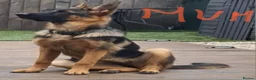 German Shepherd dogs for sale: German sheperd - Advert 2