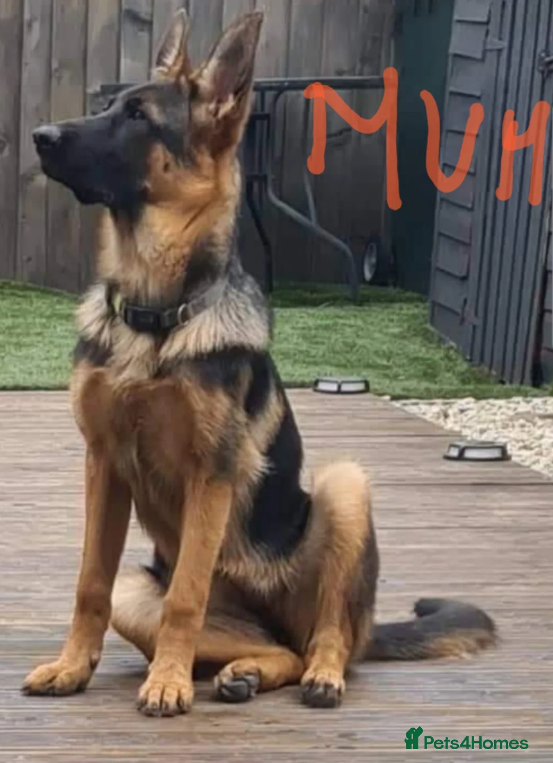 German Shepherd dogs for sale: German sheperd - Advert 2