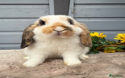 Mini Lop rabbits for sale: Stunning mini lop rabbits - Image 4