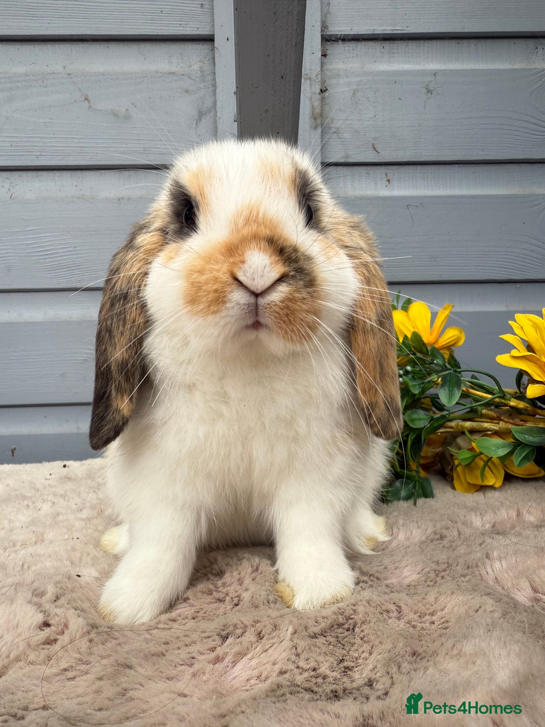 Mini Lop rabbits for sale: Stunning mini lop rabbits - Image 4