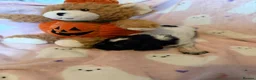 Cocker Spaniel dogs for sale: COCKER SPANIELS 2 Boys 1 Girl SCARBOROUGH  - Advert 17