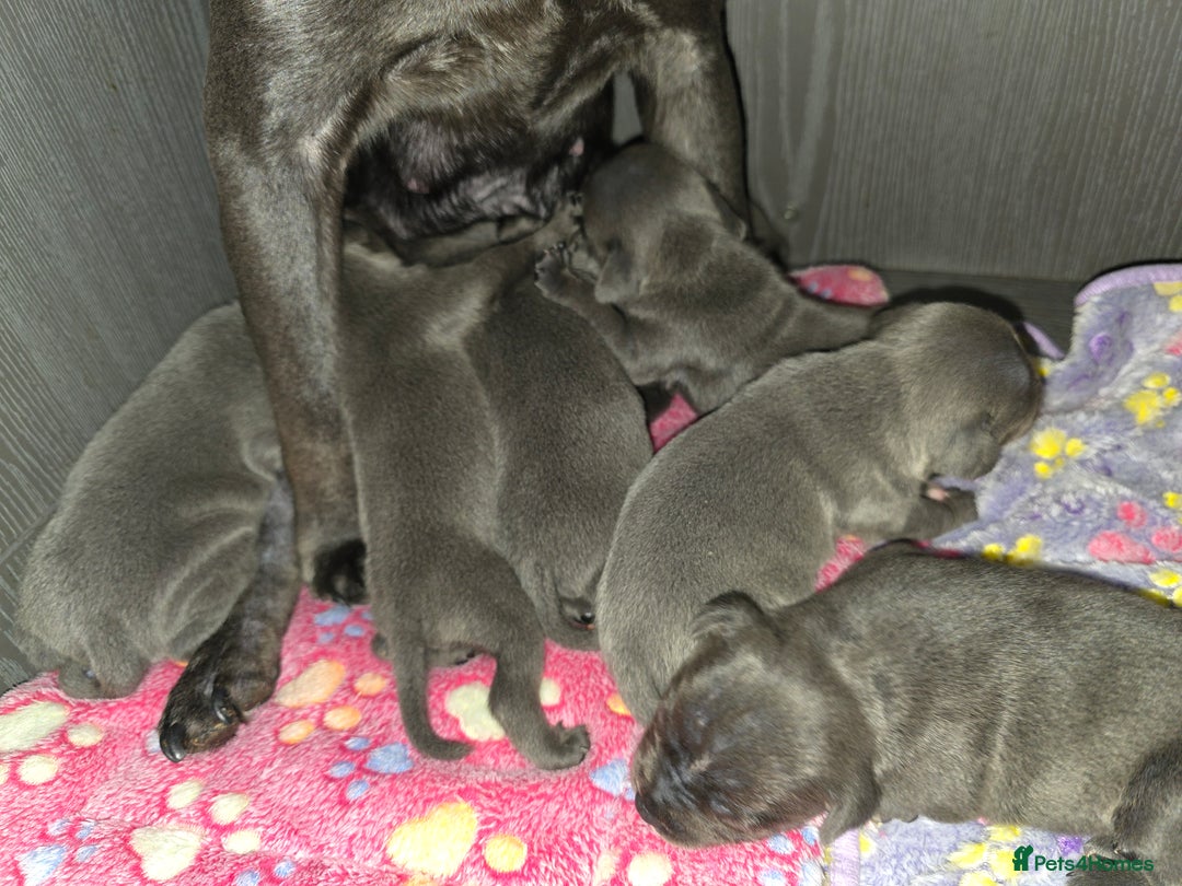 Staffordshire Bull Terrier dogs for sale: Kc blue staffordshire bull terrier puppies  - Image 12