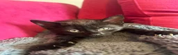Mixed Breed cats for sale: kittens available immediately  in Cannock - Advert 14