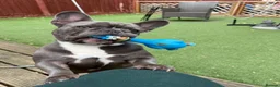 French Bulldog dogs for sale: Male frenchie in Sheffield - Advert 1