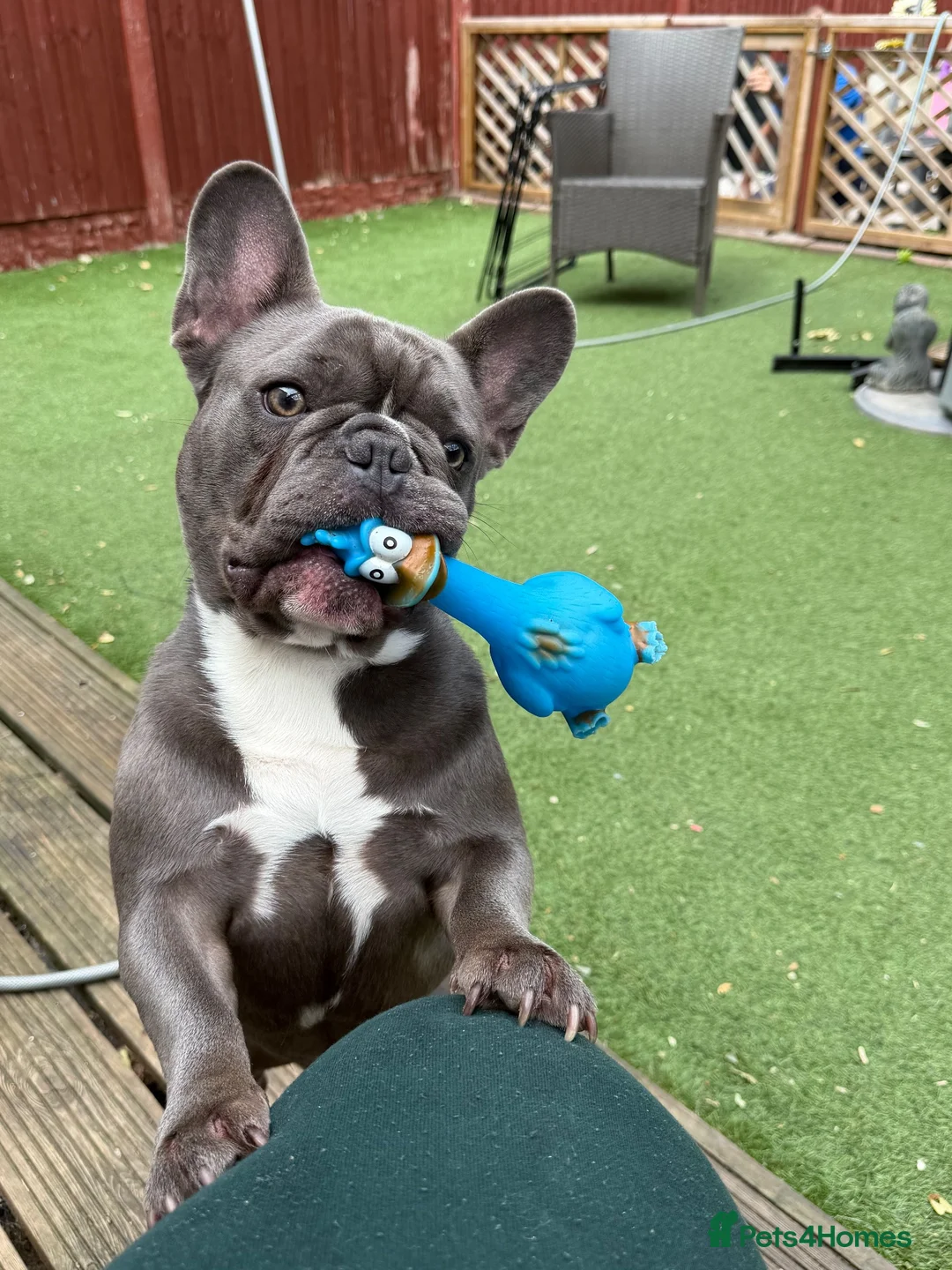 French Bulldog dogs for sale: Male frenchie in Sheffield - Advert 1