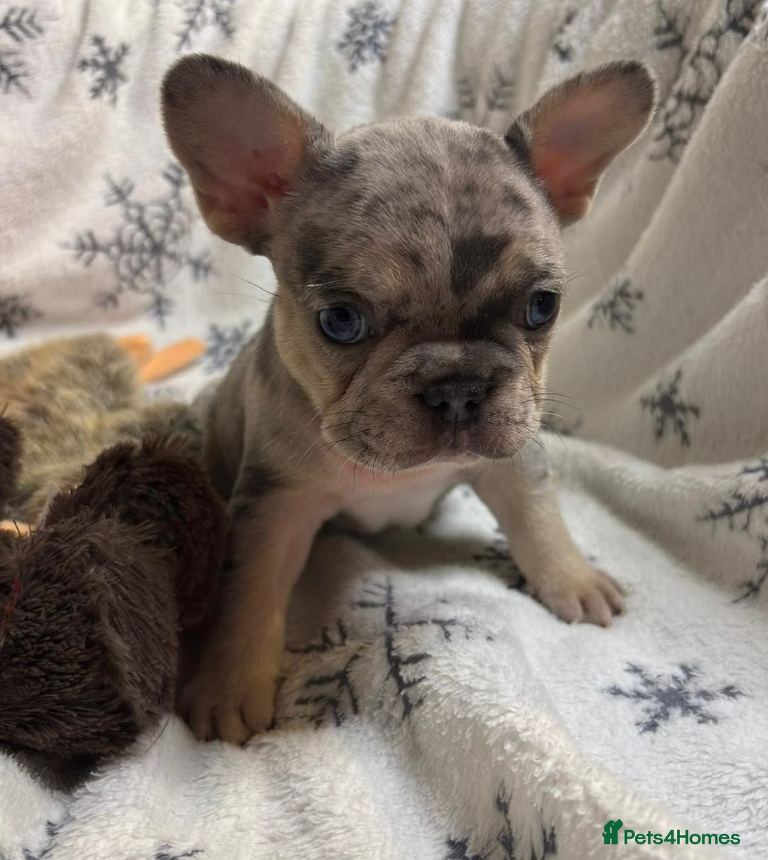 French Bulldog dogs for sale: Gorgeous French Bulldog Puppies - Advert 4
