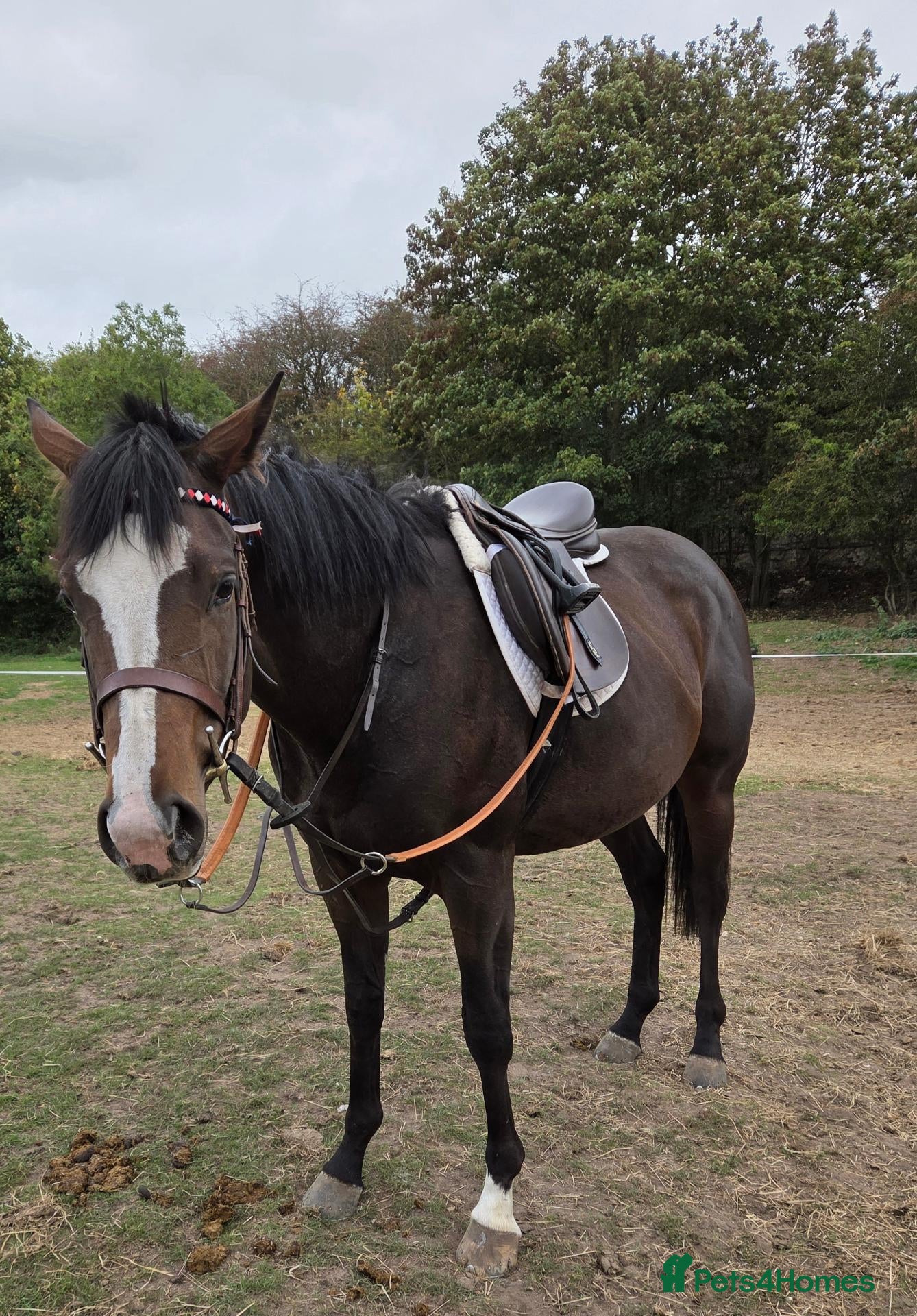 English Thoroughbred horses Retired Racehorses Available  - Advert 2