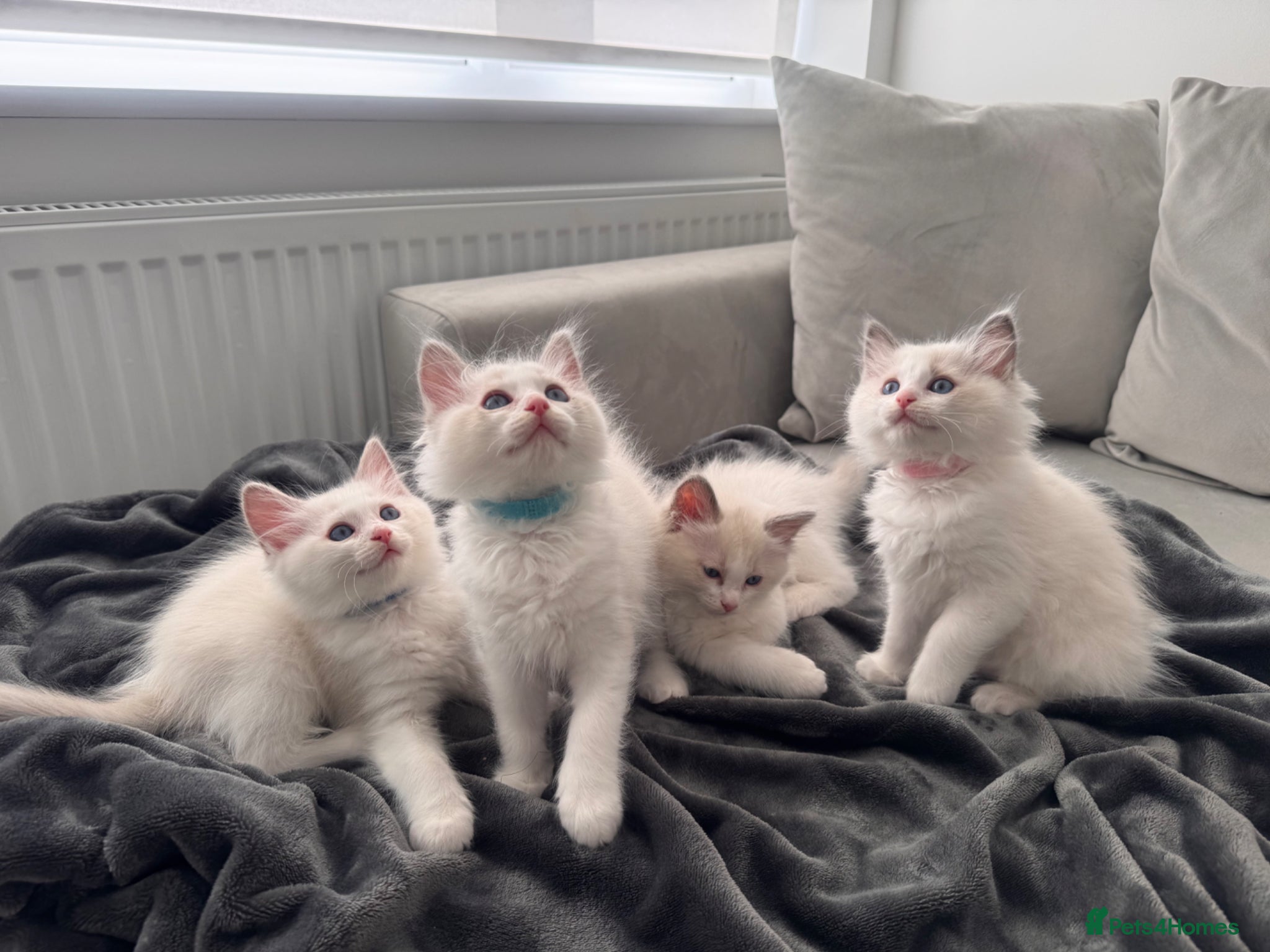 Ragdoll cats Stunning Bi-Colour Ragdoll Kittens – 7 Available   - Advert 1