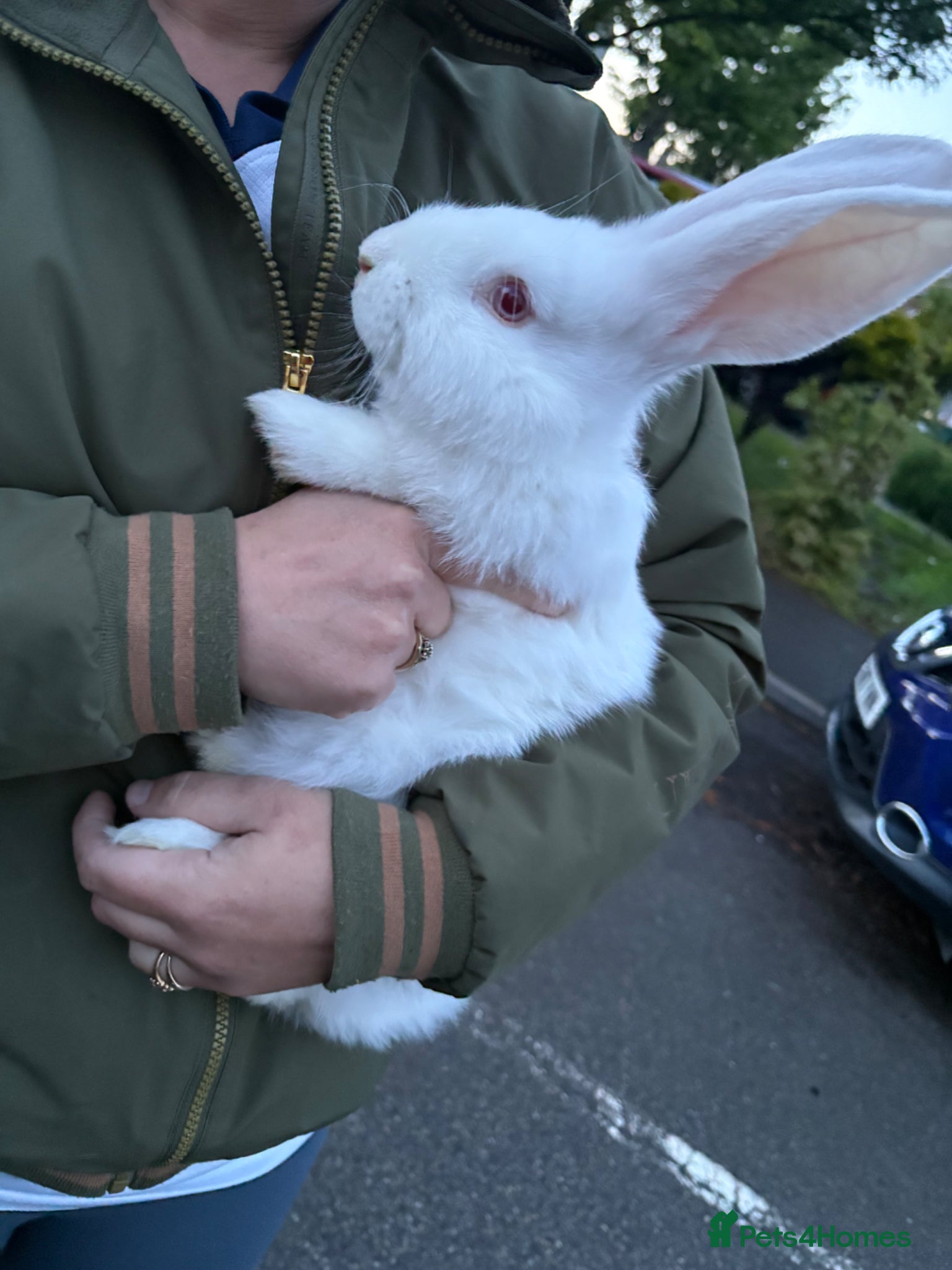 Continental Giant rabbits Pure bred continental giants  - Advert 2