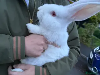 Continental Giant rabbits Pure bred continental giants - Advert 2