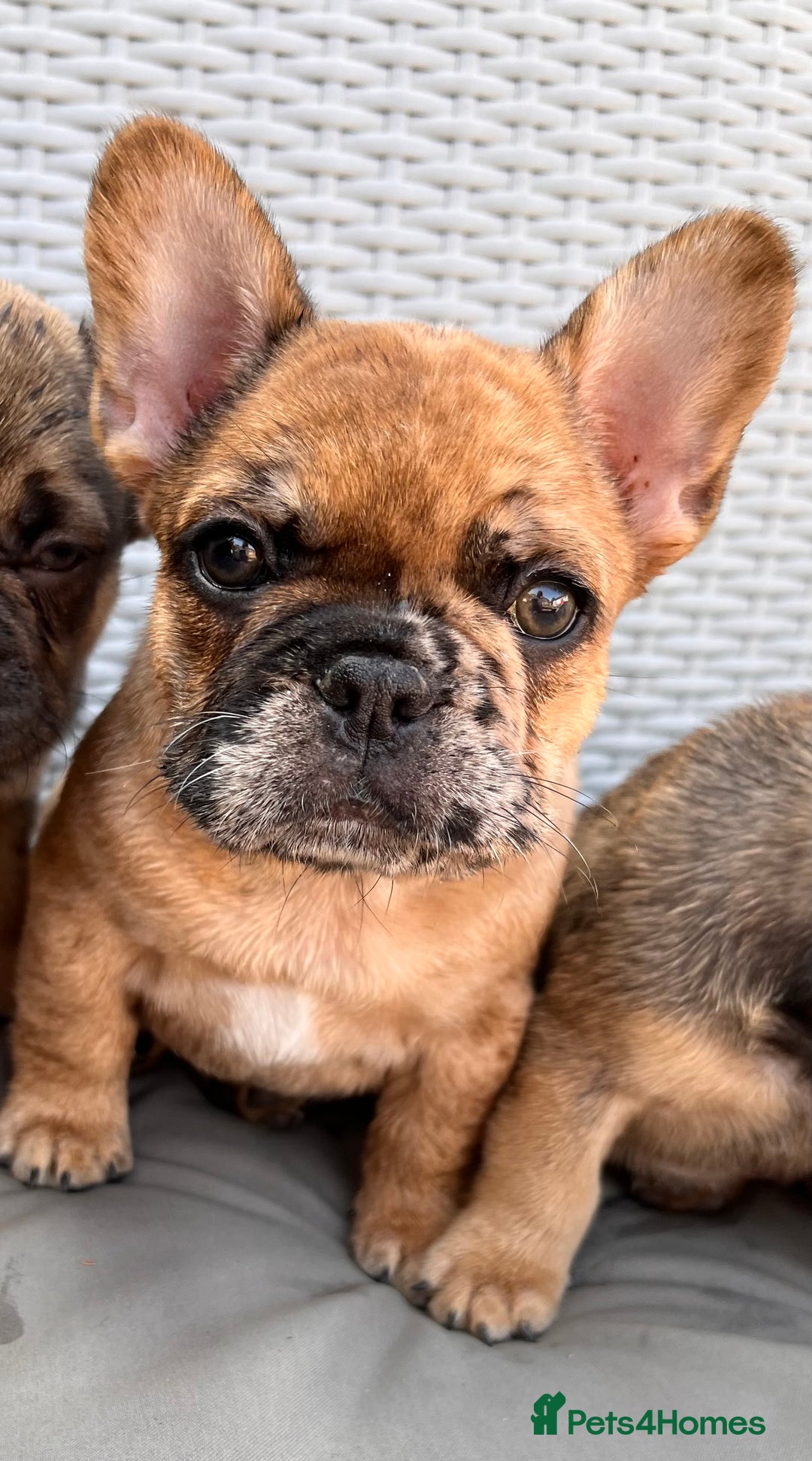 French Bulldog dogs for sale: French Bulldog Puppy 3 - QUALITY PUPPIES READY NOW, health tested parents  - Image 18