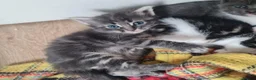 Mixed Breed cats for sale: Kittens - Advert 3