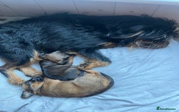 Griffon Bruxellois dogs for sale: Wolfy - Image 17
