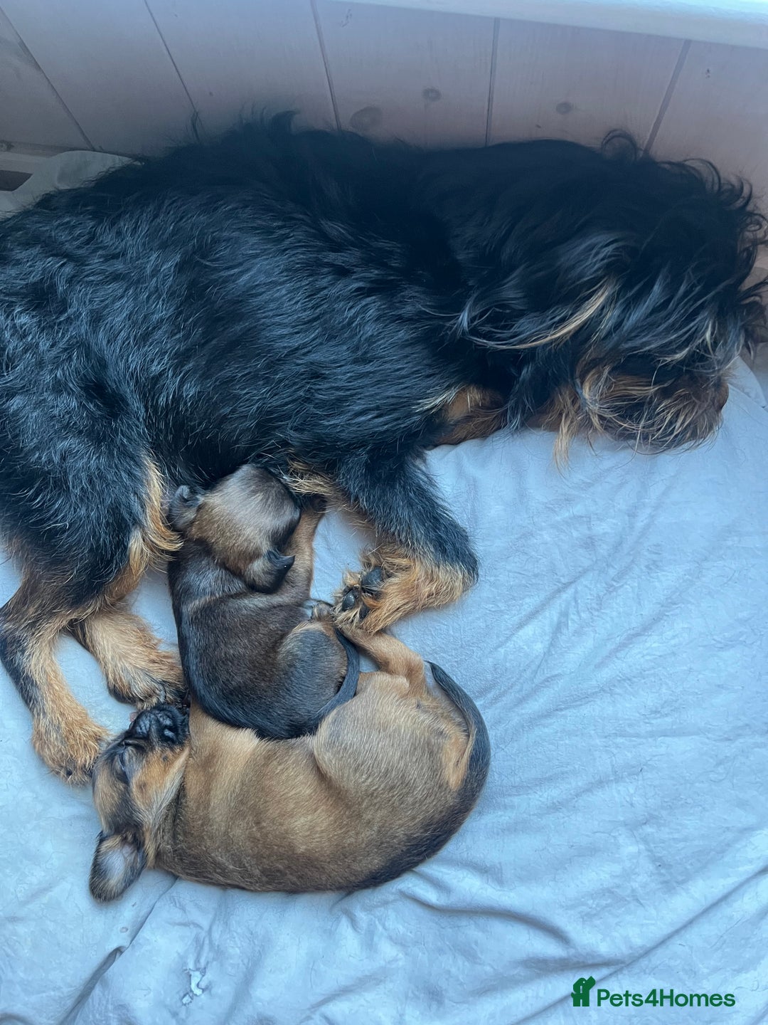 Griffon Bruxellois dogs for sale: Wolfy - Image 17