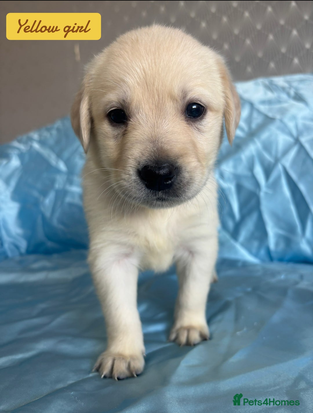 Goldador dogs for sale: 🤍🦮White Goldador Puppies🦮🤍 in Bridgend - Image 9