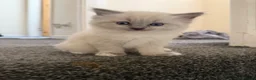 Siamese cats for sale: Siamese/ragdoll cross  in Rochdale - Advert 8