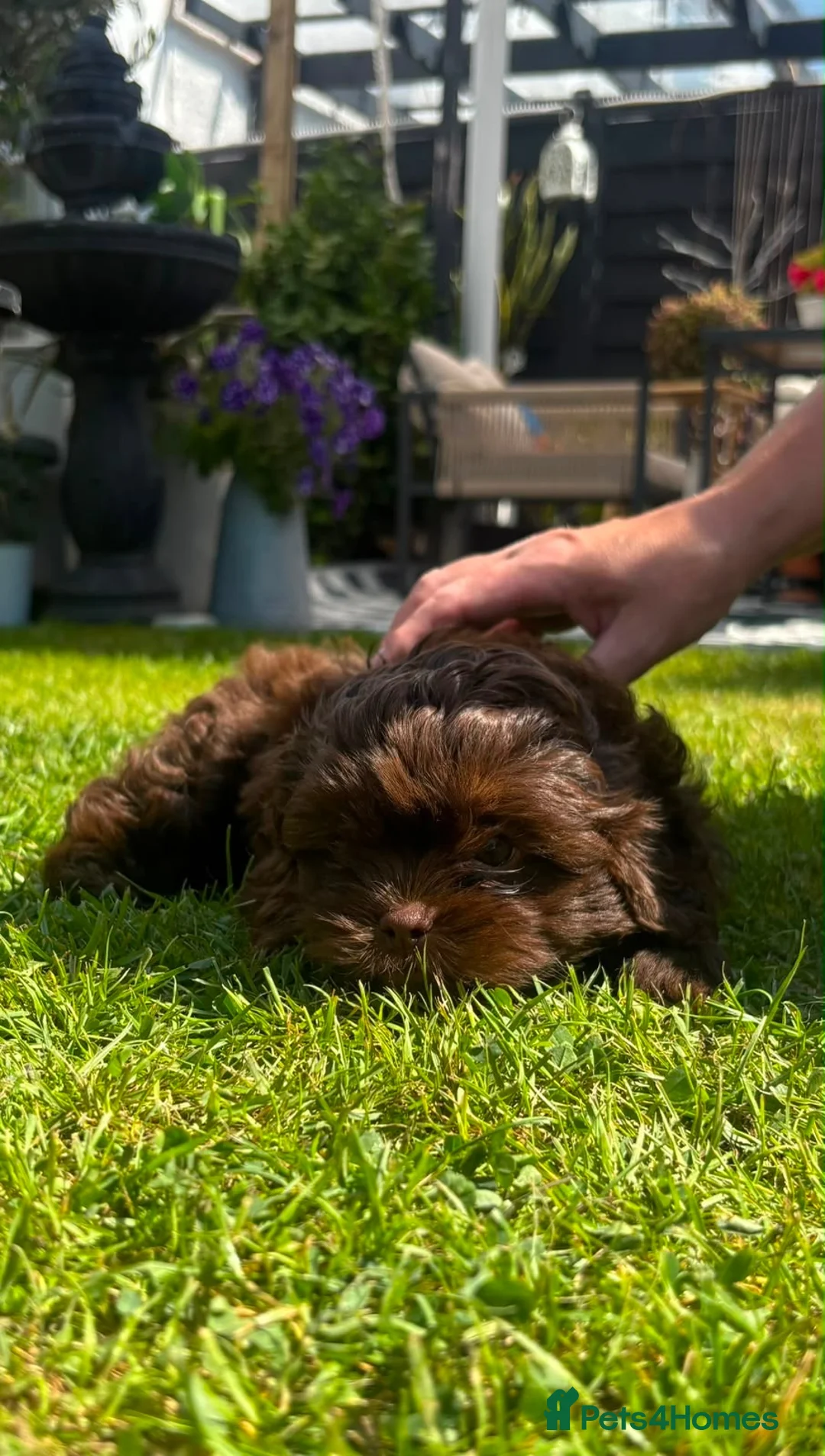 Shihpoo dogs for sale: Shihpoo  in Halifax - Advert 13