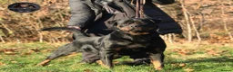 Rottweiler dogs for sale: Outstanding Rottweiler Litter Of 6 Beautiful Boys - Advert 14