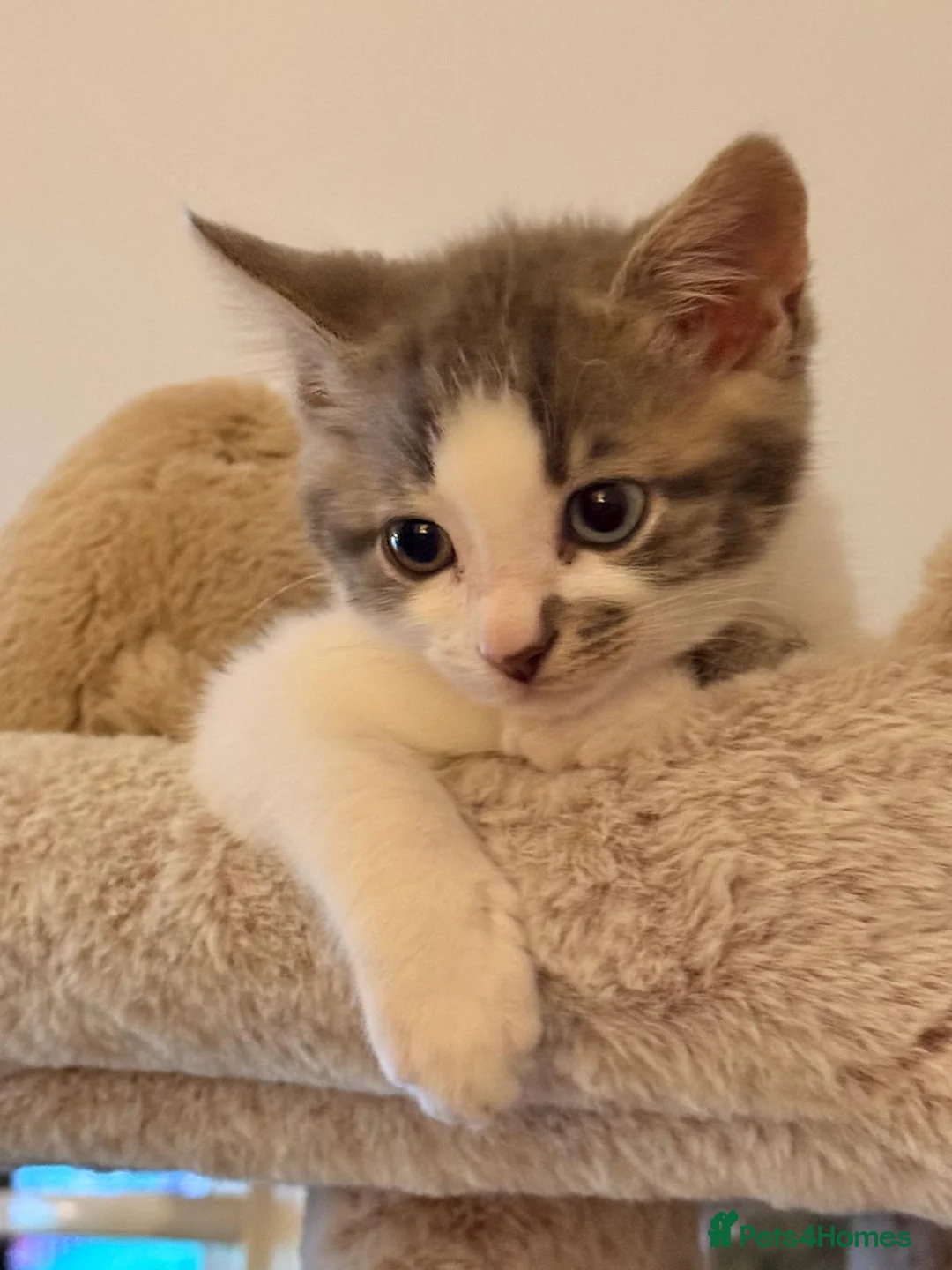 Domestic Shorthair cats for sale: Beautiful male kitten!! in Newark - Advert 9