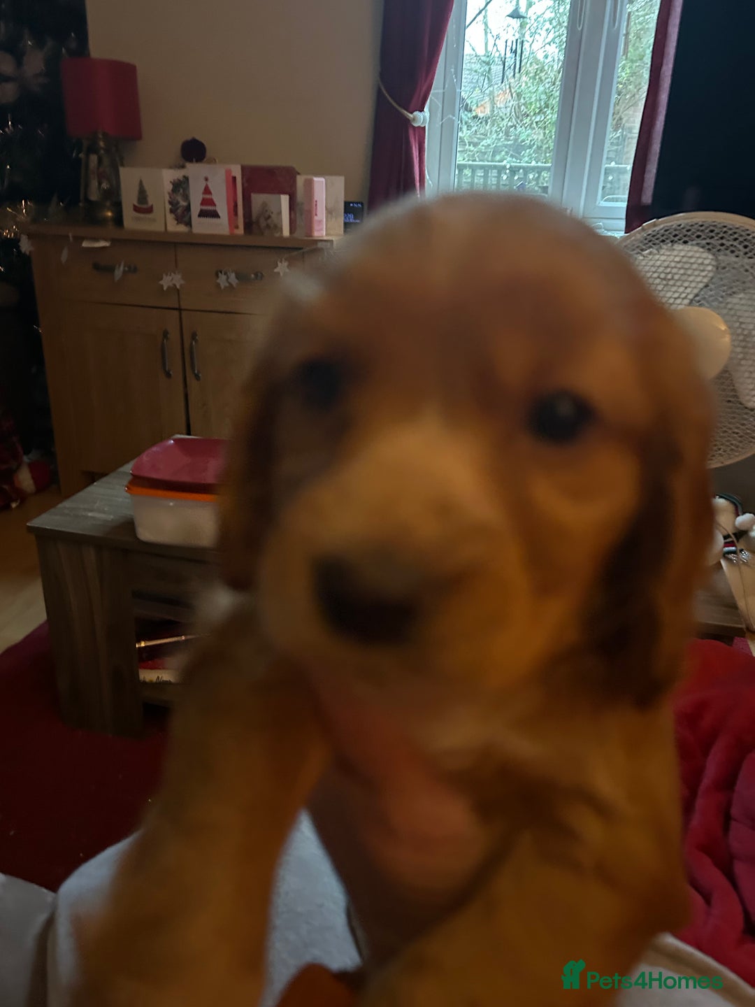Cocker Spaniel dogs for sale: Female cocker spaniel - Advert 2